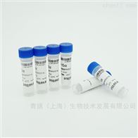 BL21（DE3）电转感受态细胞